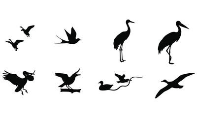 Fototapeta premium Bird Silhouettes Collection Against White