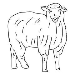 Sheep lamb wool hoof ear stroke © Vexels