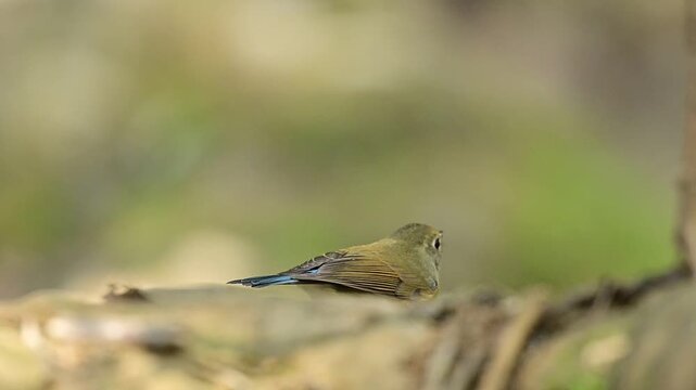 Female Himalayan Bluetail drinking from a forest stream.