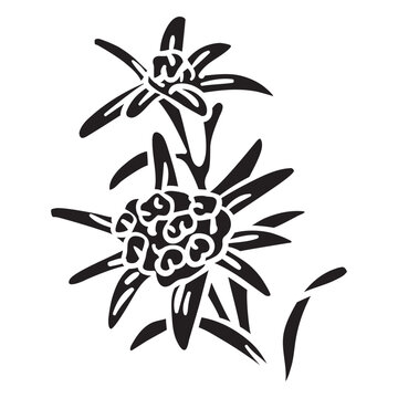 Switzerland national flower edelweiss black