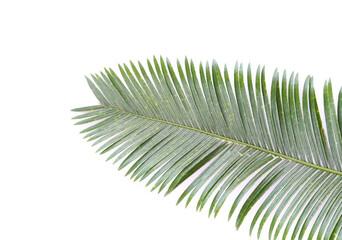 Fototapeta premium Phoenix roebelenii, The front of the green leaves have branch.