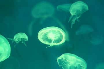 Small jellyfish or medusa of  bright green color. © meepoohyaphoto