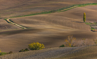 Naklejka premium Tuscan rolling hills with curving dirt road and lone tree in autumn, Italy.