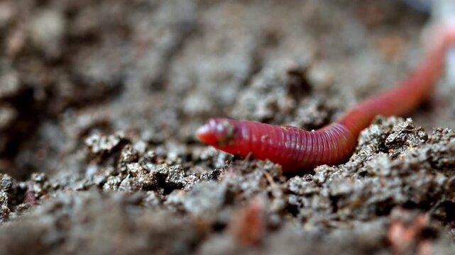 Red earthworm crawls through dark, moist soil. Texture shows rich, crumbly earth. Worm moves slowly, leaving tiny trails behind. Perfect for gardening, composting, or eco-themed projects