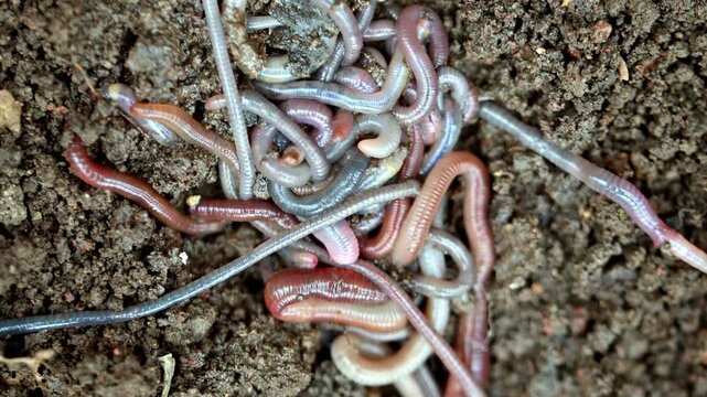 Many earthworms crawl through moist soil in close-up. Their bodies twist and coil as they move. Soil texture is visible around them. Earthworms are common garden pests and decomposers