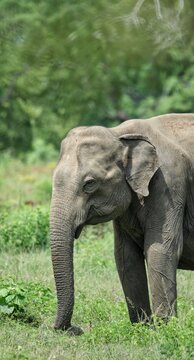 Asian elephant feeding in Udawalawe/Yala National Parks Sri Lanka