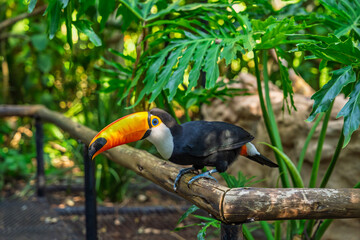 Fototapeta premium Toucan perched on wooden railing in bird park in Brazil with bright orange beak and lush tropical background