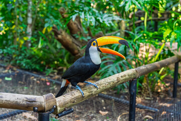 Fototapeta premium Tropical toucan sitting on branch in bird park in Brazil with open beak and vivid rainforest greenery