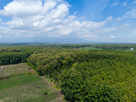 Wide angle aerial view of a mosaic landscape with a village road winding through dense teak forests and community fields.