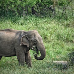 Fototapeta premium Asian elephant feeding in Udawalawe/Yala National Parks Sri Lanka