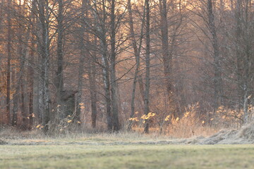 Zachód słońca nad rzeka Pisa © Grzegorz