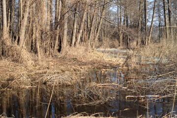 Wiosenne rozlewisko rzeki Pisa © Grzegorz