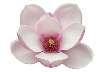 Fototapeta premium Elegant pink magnolia flower in full bloom with delicate petals isolated on transparent background, png