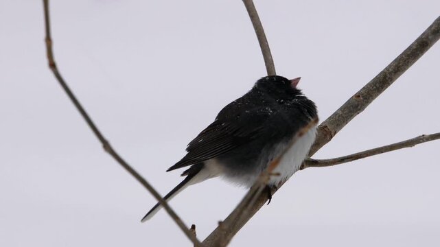 Close-up of a Dark-eyed Junco perched on a branch during a windy Wisconsin winter snowstorm. Near white-out conditions with snow collecting on feathers as the bird braves the freezing weather.