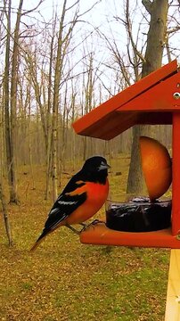 Vertical 9:16 close-up of a Baltimore Oriole eating grape jelly at an orange feeder. Early spring in Wisconsin with a dense, leafless forest background. 