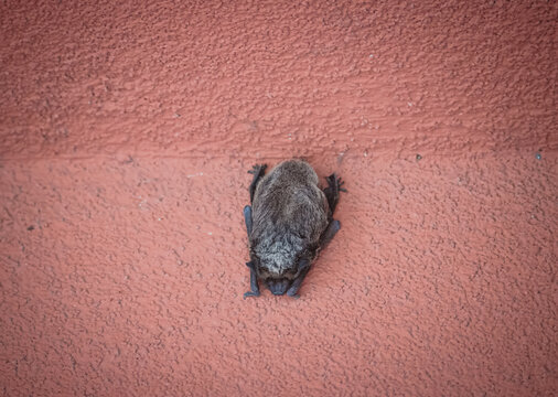 Parti-colored bat (Vespertilio murinus) on wall. Urban wildlife, silver-tipped fur, sleeping bat, nocturnal animal, small mammal, close-up, sharp focus, textured background, wildlife photography.