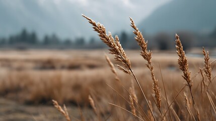 Fototapeta premium Close up of golden dry grass stalks in a serene misty landscape with mountains in the background