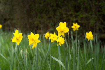 Obraz premium Daffodils among blooming spring flowers with soft blurred background and copy space.