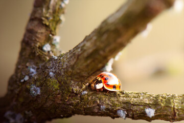 Biedronka na gałęzi © Filip