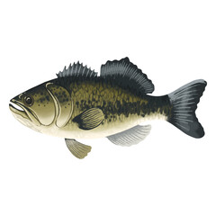 Naklejka premium Freshwater fish animal watercolor