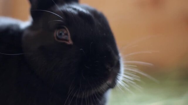 Close-up of curious black rabbit outdoors in blurry natural setting