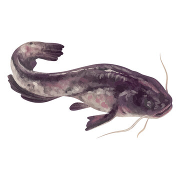 Watercolor catfish