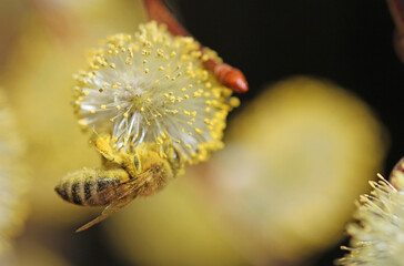 pussy willow catkins with honeybee © TwilightArtPictures