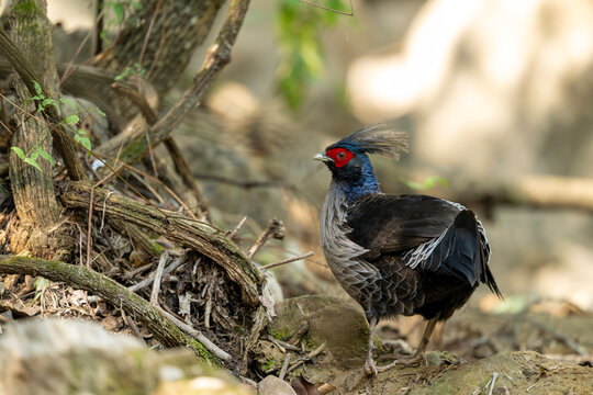 Detailed close-up of the Lophura leucomelanos, showcasing the vibrant red skin around its eyes and its sturdy, silver-grey legs.
