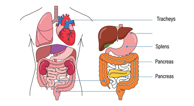 Detailed illustration of human internal organs and digestive system.