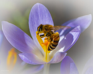 honey bee on crocus flower © KSzen