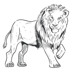 Lion line art walking © Vexels
