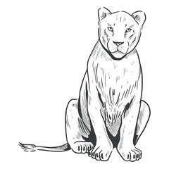 Lion line art female sit © Vexels