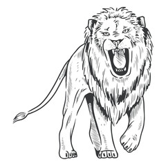 Lion line art roar © Vexels