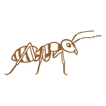 Ant stroke image