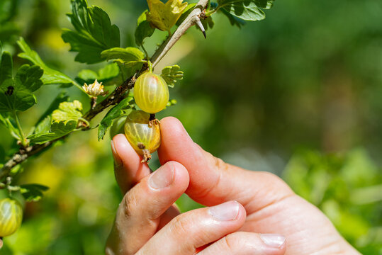 Hand picking fresh gooseberries from the garden