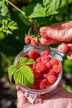Freshly harvested homegrown raspberries in the garden