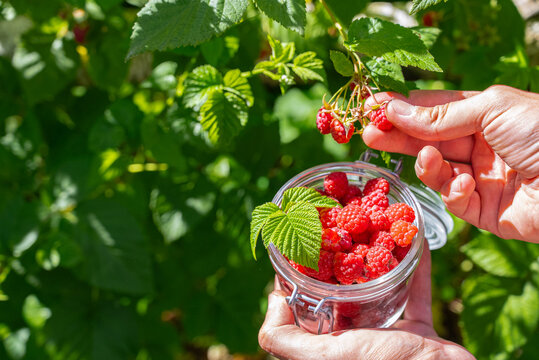 Harvesting homegrown raspberries in the summer garden