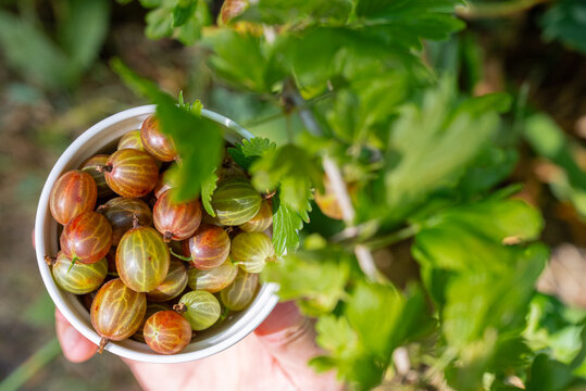 Freshly picked gooseberries in a garden setting
