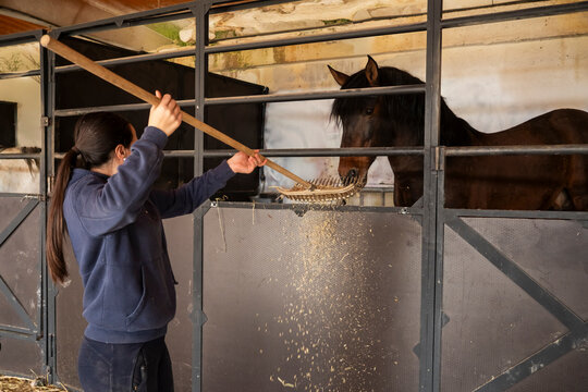 Feeding horse in stable using a wooden rake