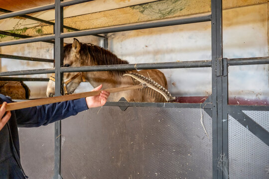 Feeding horse in stable using a wooden rake