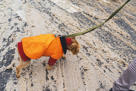 Dog walking on snow-covered urban street