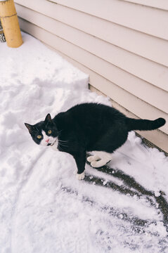 Black and white cat explores snowy urban backyard