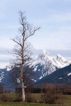 Snowy Alps scenery with tree in the foreground