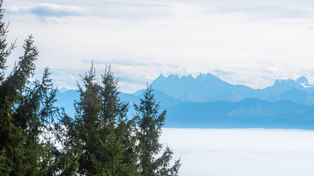 Scenic view of Dents du Midi with pine trees