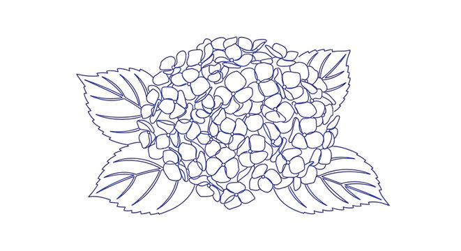 A delicate blue line drawing depicts a blooming hydrangea flower with lush foliage high quality professional