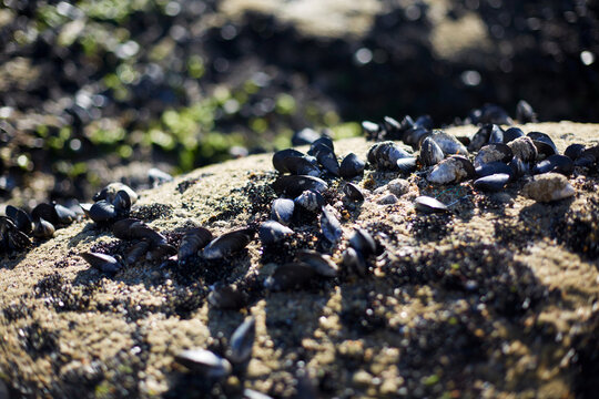 Shells scattered on the rocky shore in Galicia