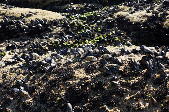 Mussels on rocky shore at low tide in Galicia