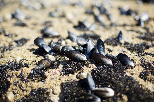 Mussels on a coastal beach in Galicia, Spain