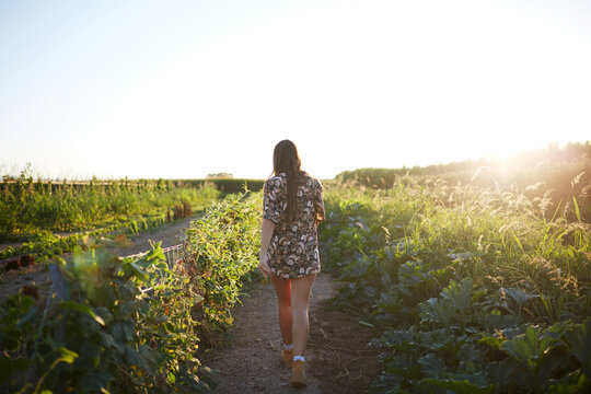 Woman walking in an organic vegetable garden at sunset