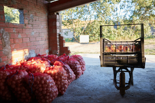 Freshly harvested organic vegetables and fruits